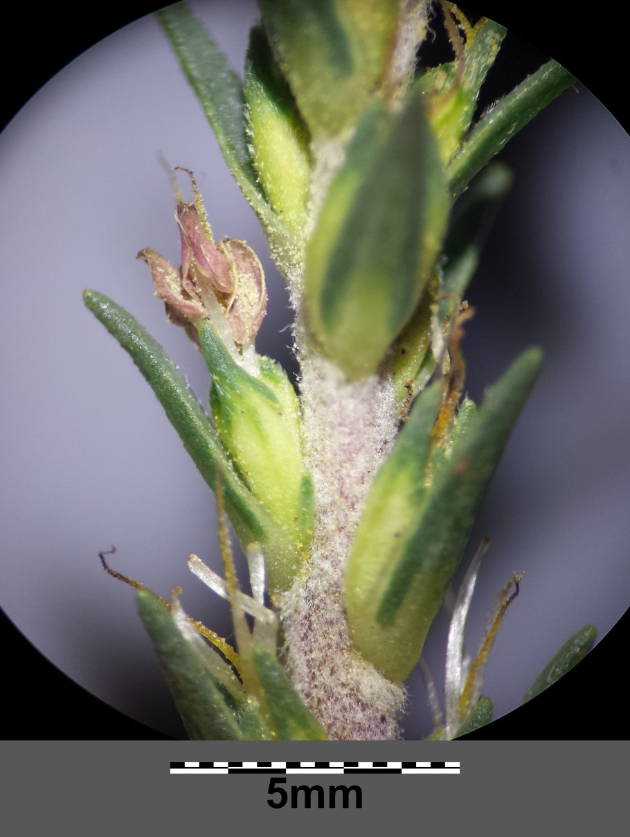 Джунгарский медведь