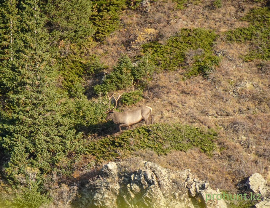 Изюбрь забайкальский край
