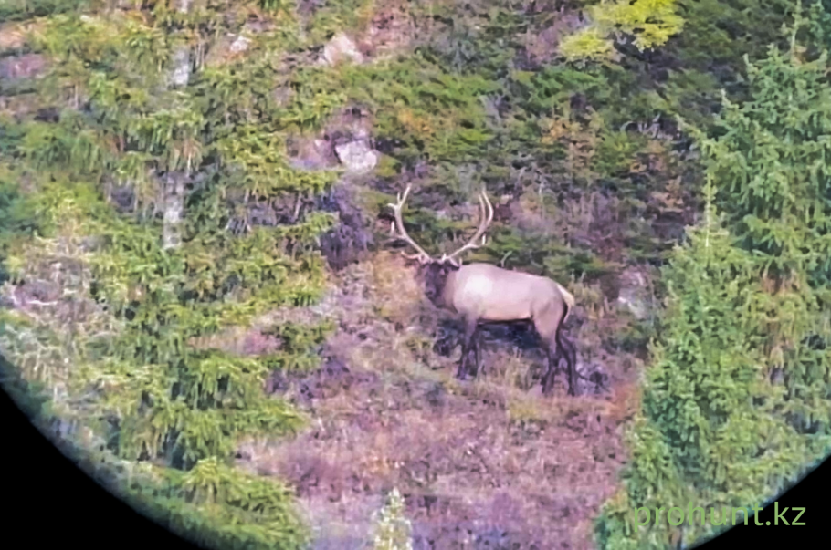Изюбрь сибирский охота