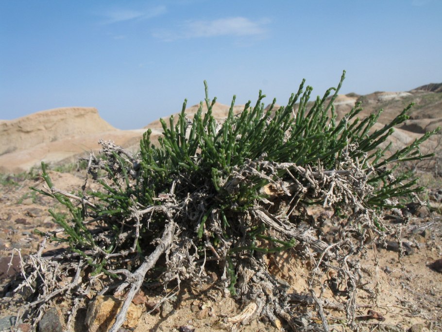 Анабазис безлистный