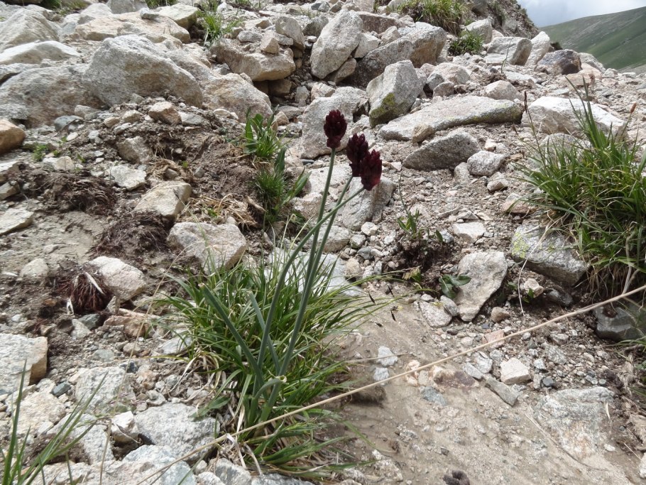 Allium atrosanguineum
