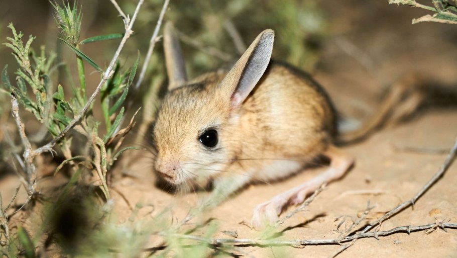 Джунгарский тушканчик