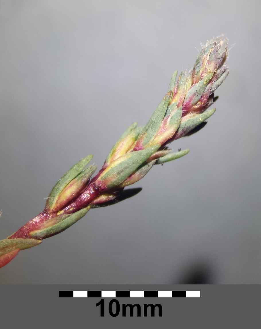 Panicum dichotomiflorum