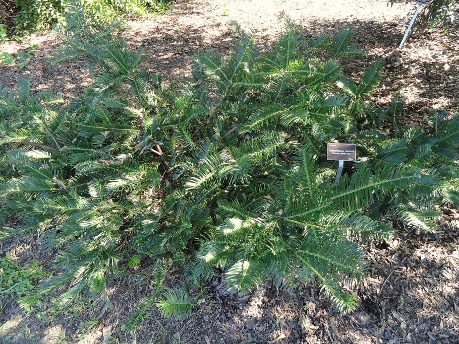 Cephalotaxus harringtonia 'Fastigiata'