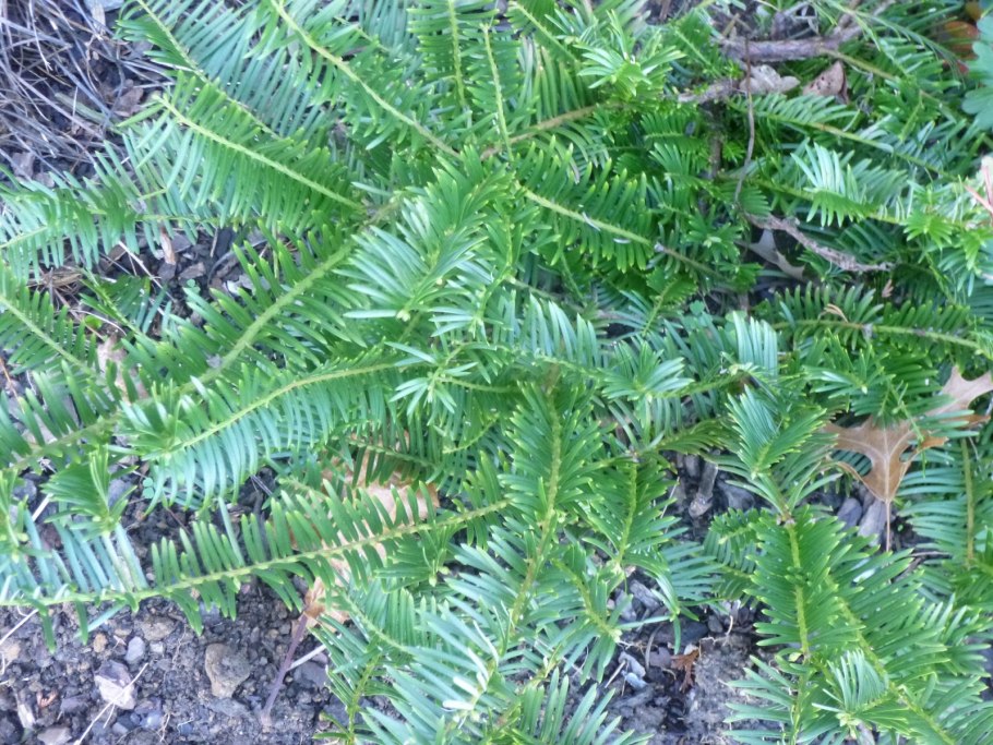 Cephalotaxus drupacea Sieb. Et Zucc.