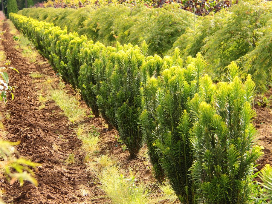 Cephalotaxus occidentalis Sugar Shack