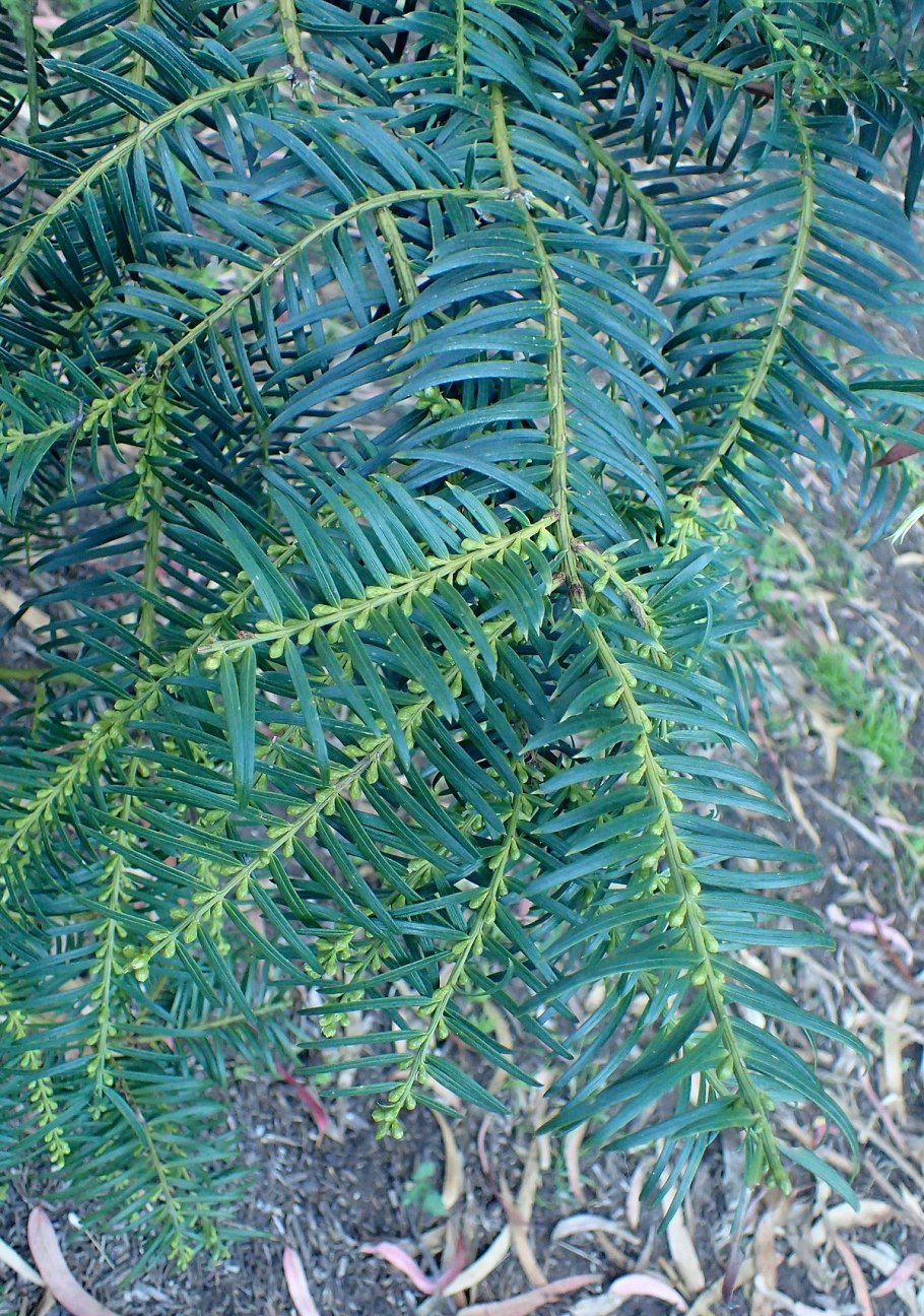 Adoxa moschatellina