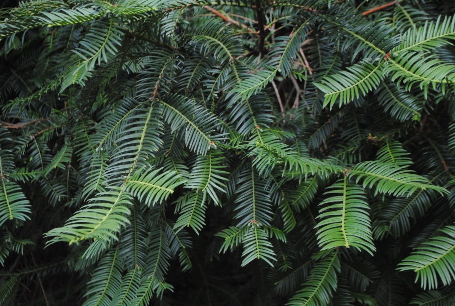 Cephalotaxus harringtonia