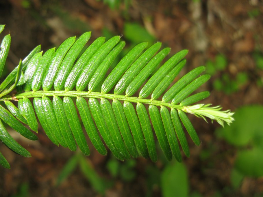 Cephalotaxus fortunei