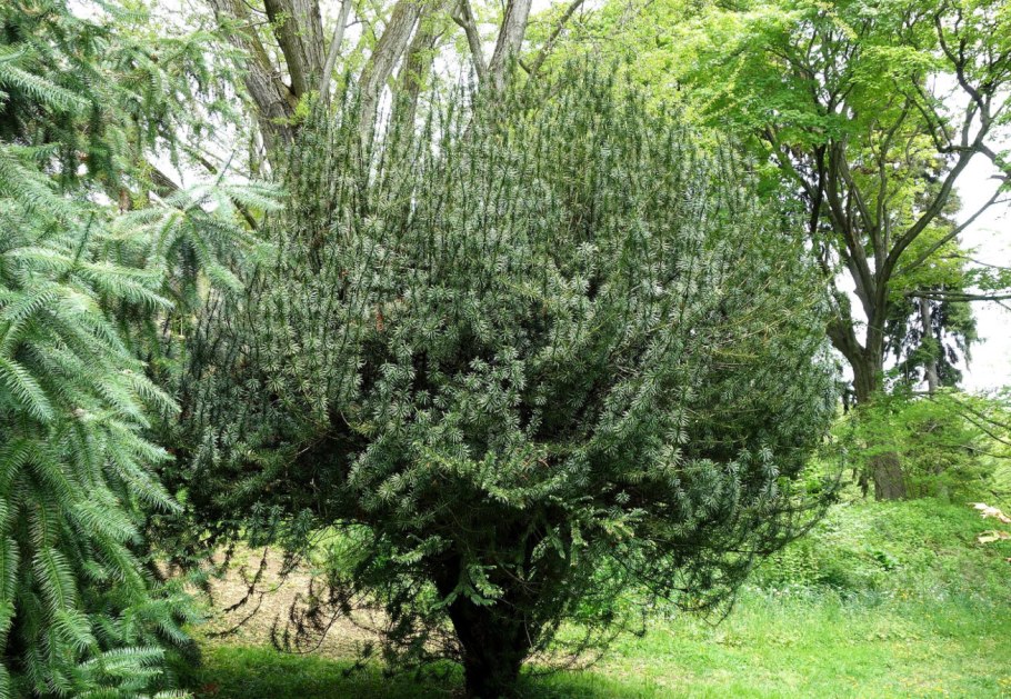 Cephalotaxus harringtonia 'Fastigiata'