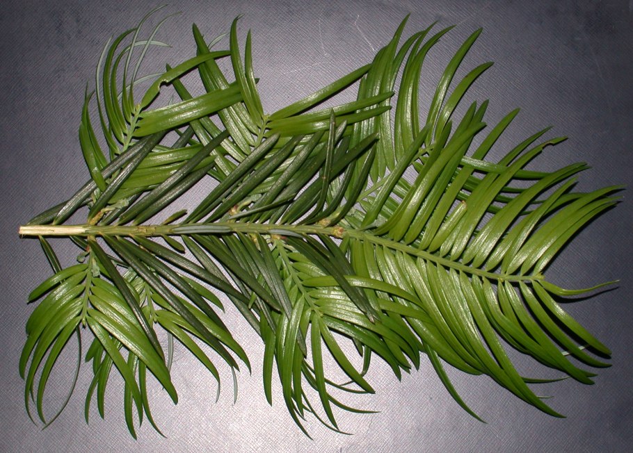 Cephalotaxus fortunei