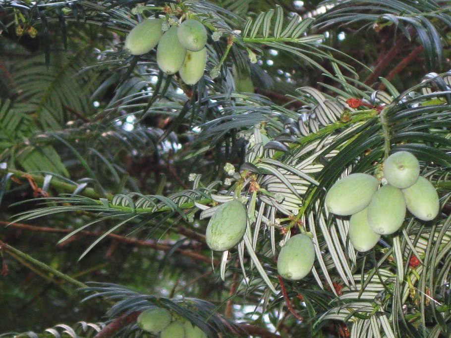 Cephalotaxus harringtonia 'Fastigiata'