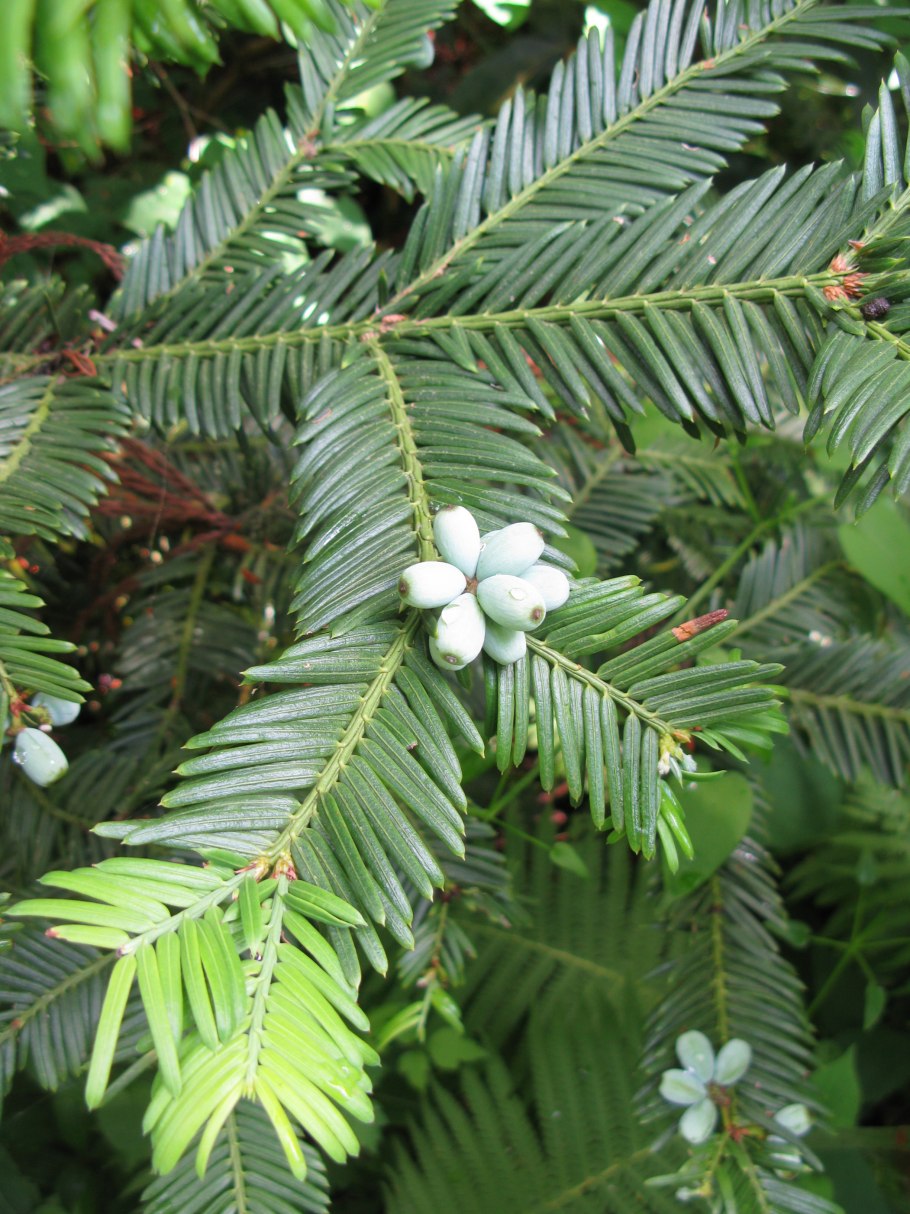 Cephalotaxus harringtonia
