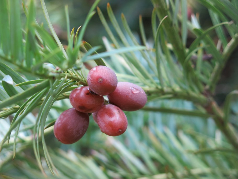 Cephalotaxus fortunei