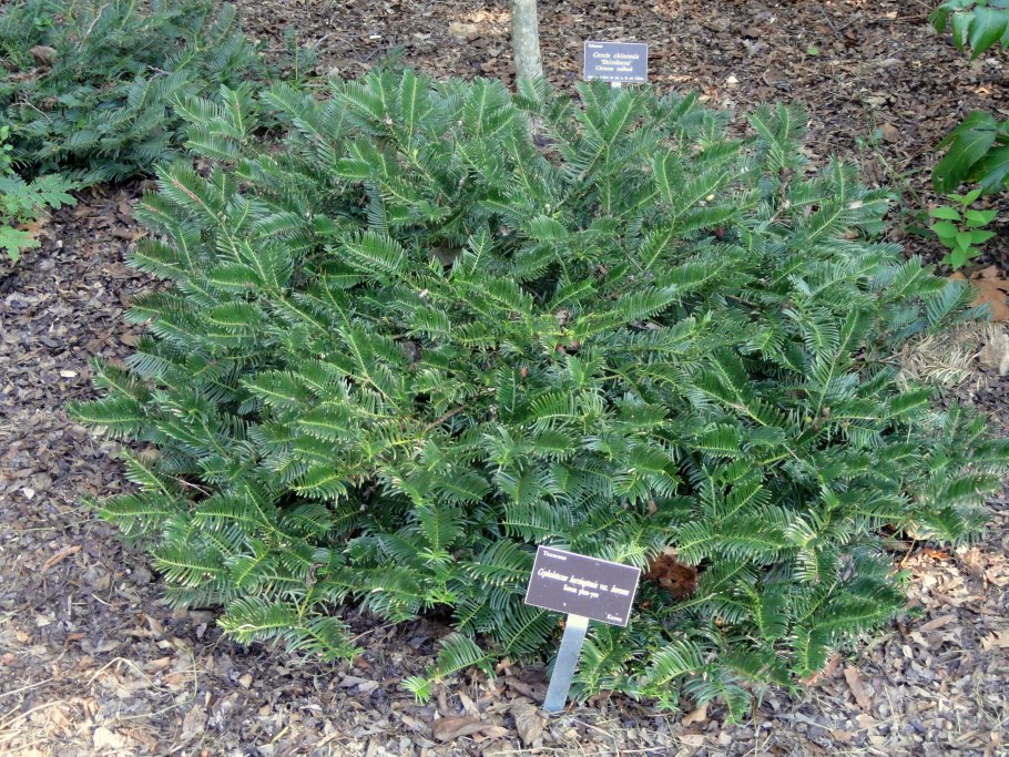 Cephalotaxus fortunei