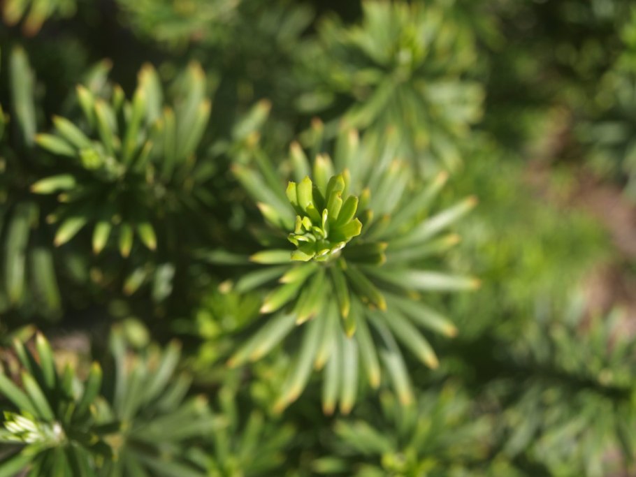 Agarista populifolia