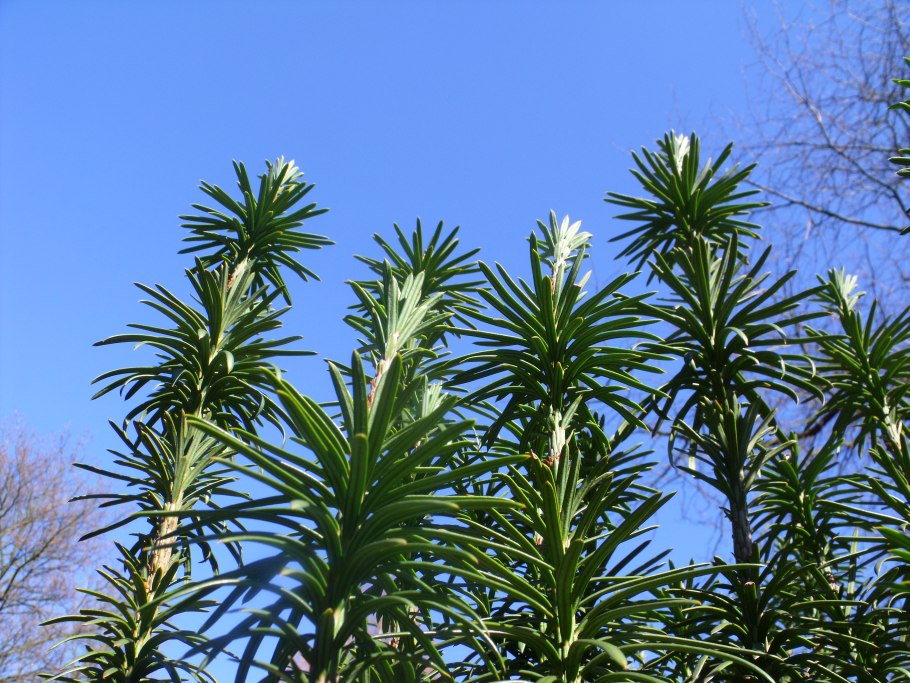 Cephalotaxus harringtonia