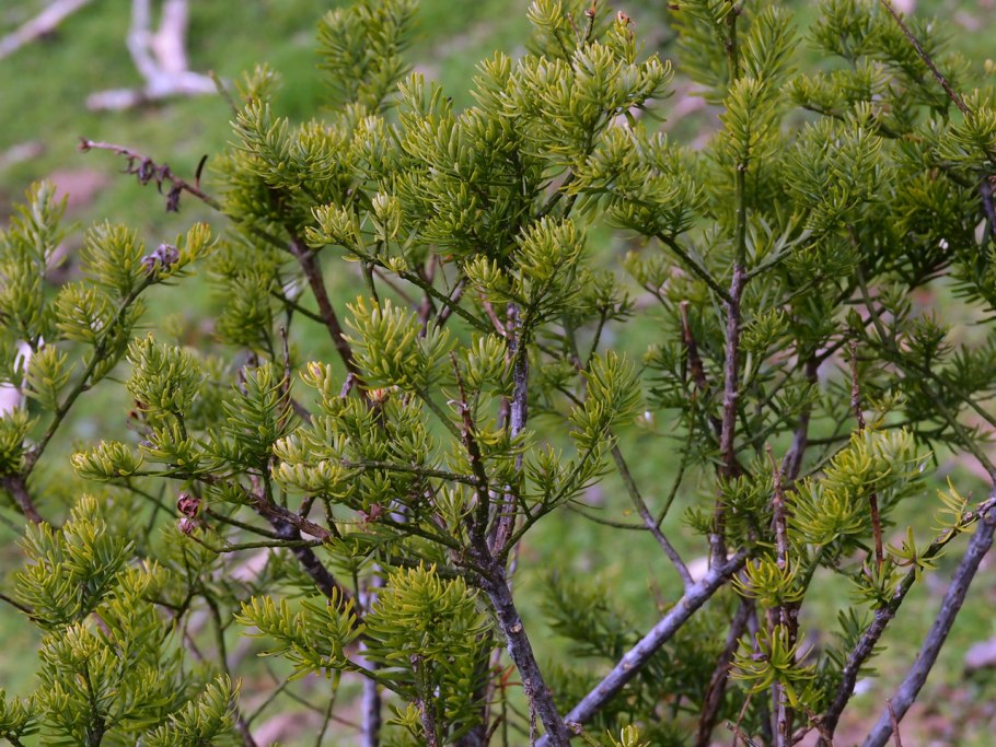 Cephalotaxus ъ