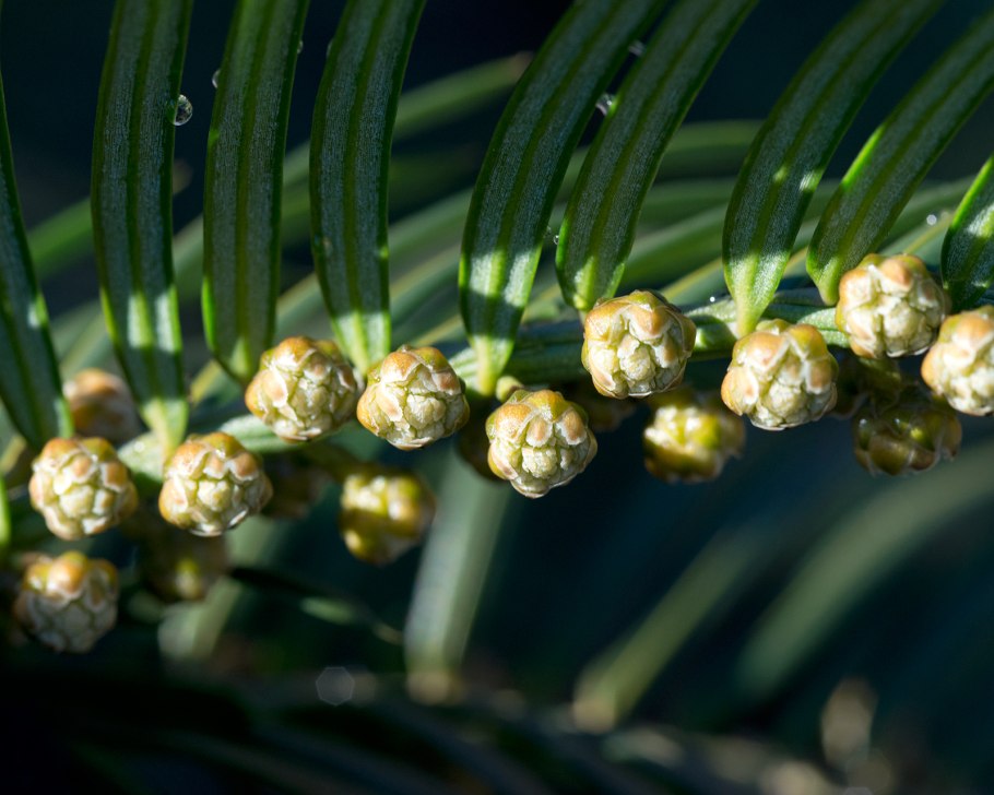 Cephalotaxus harringtonia