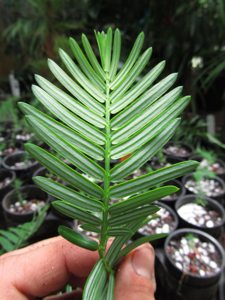 Cephalotaxus drupacea Sieb. Et Zucc.