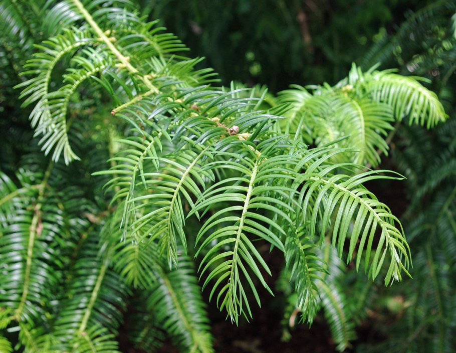 Cephalotaxus harringtonia