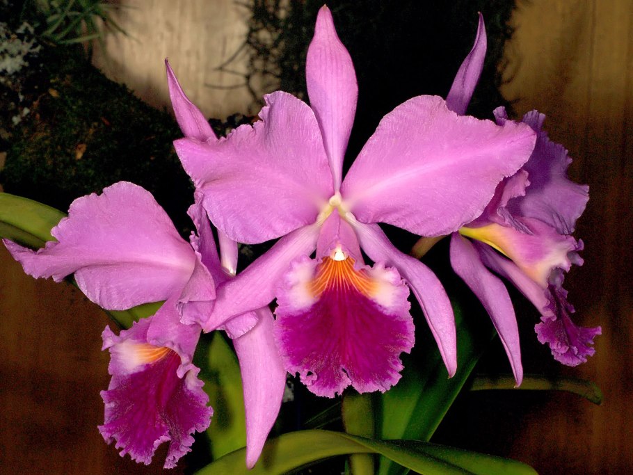 Cattleya mossiae