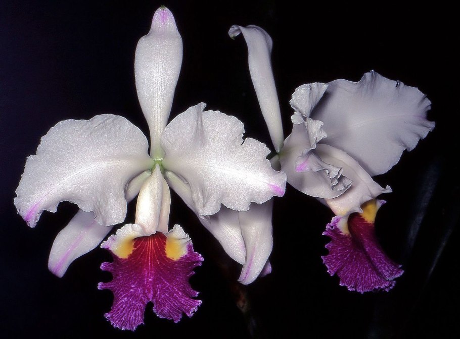 Cattleya percivaliana var. Atropurpurea