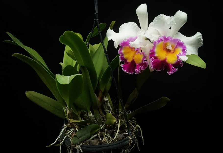 Каттлея Кристель Смит