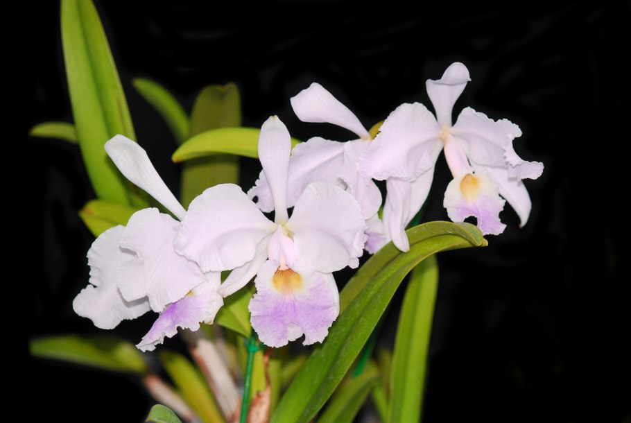 Каттлея лабиата