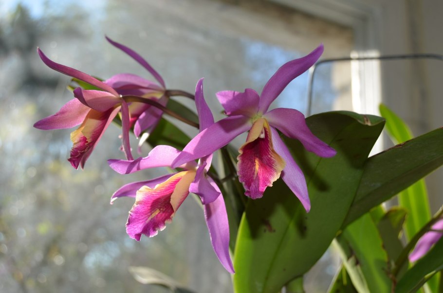 Cattleya lueddemanniana 'Blue' x Intermedia 'Blue
