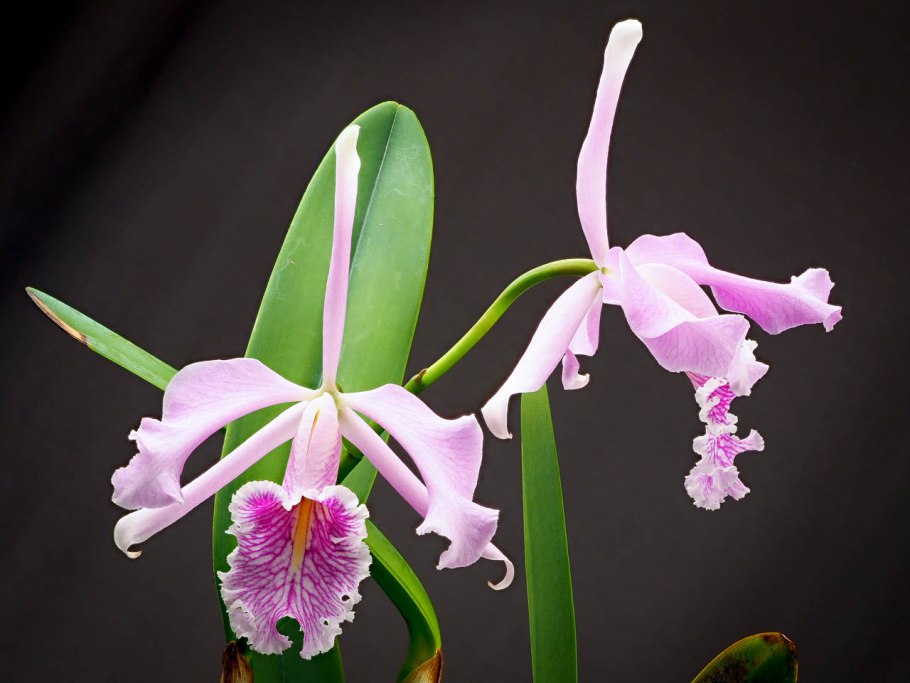 Каттлея BLC. Memoria Anna Balmores