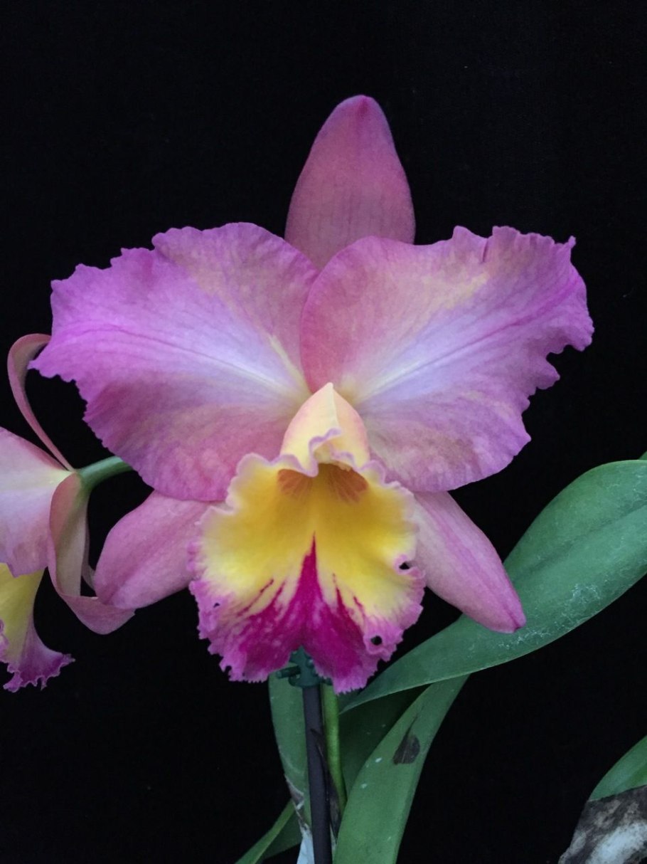 Каттлея георг кинг