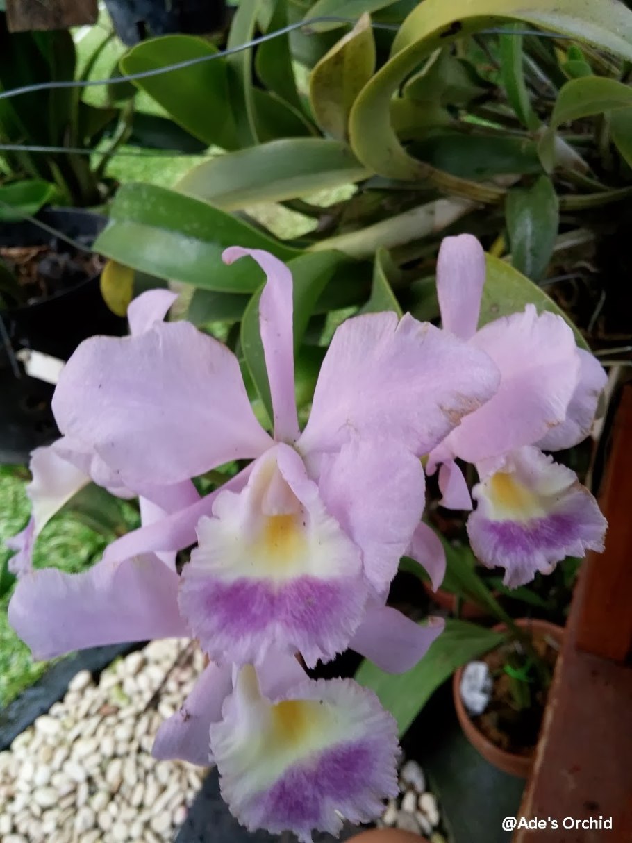 Каттлея valentine coerulea