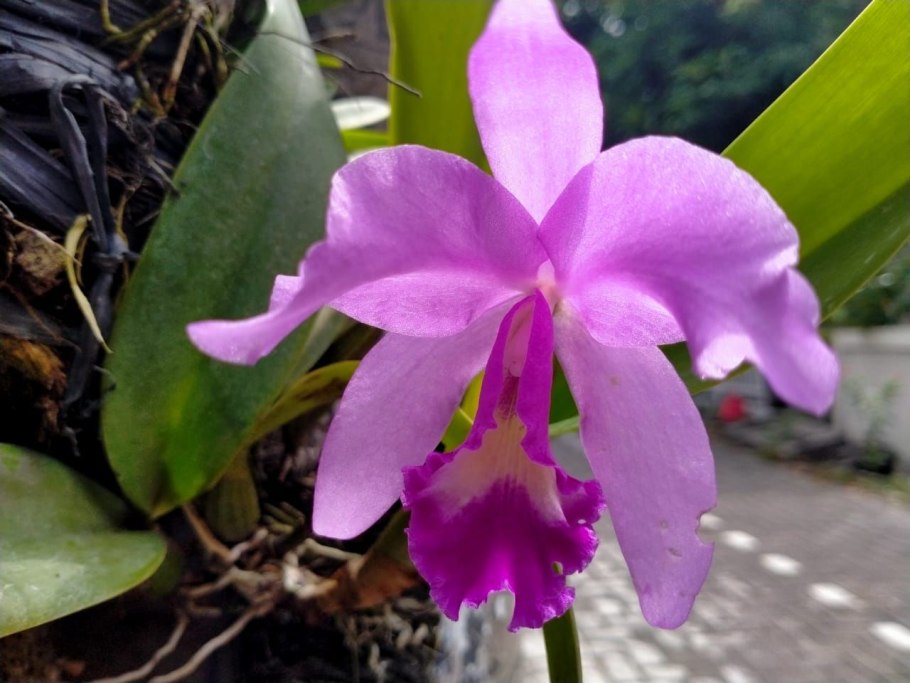 Орхидея каттлея