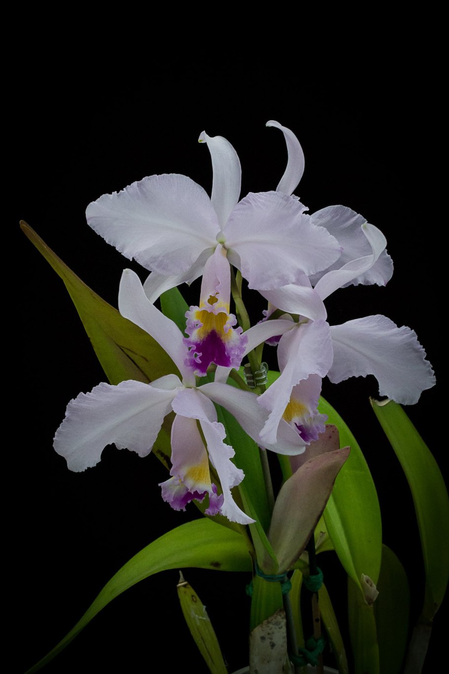 Гибрид каттлеи с зеленым цветком