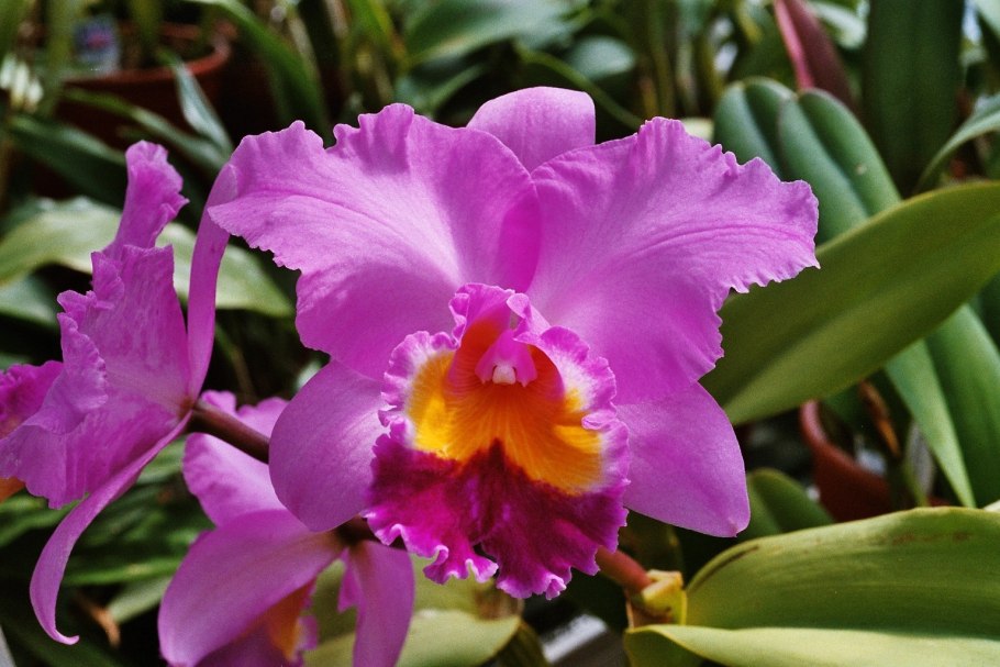 Cattleya orchid