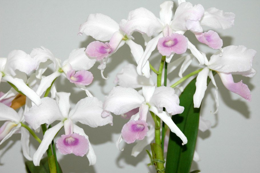Cattleya lawrenceana albescens
