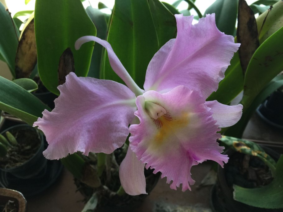 Каттлея де ла Фонтейн