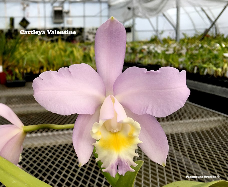 Cattleya lueddemanniana concolor