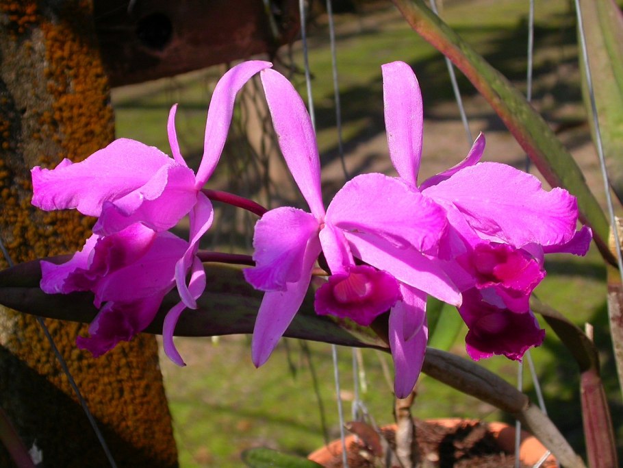 Cattleya trianaei f. albescens