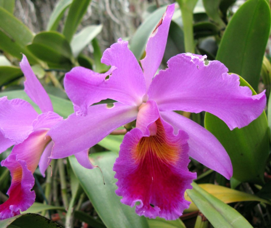 Cattleya lawrenceana flamea