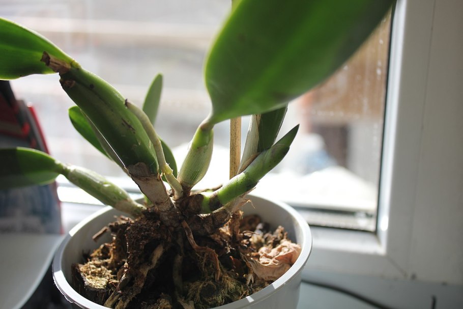 Каттлея орхидея цветонос