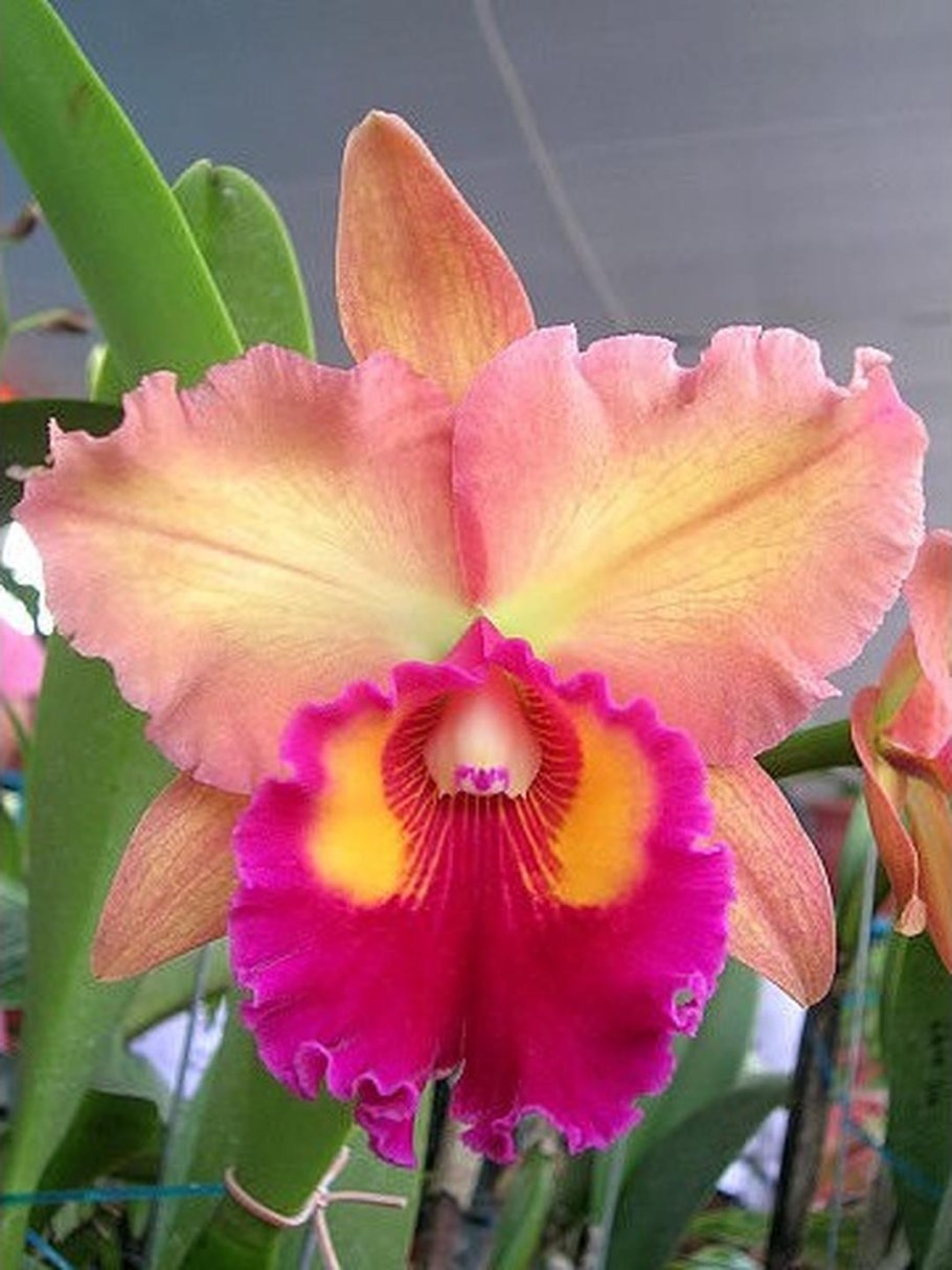 Cattleya orchid