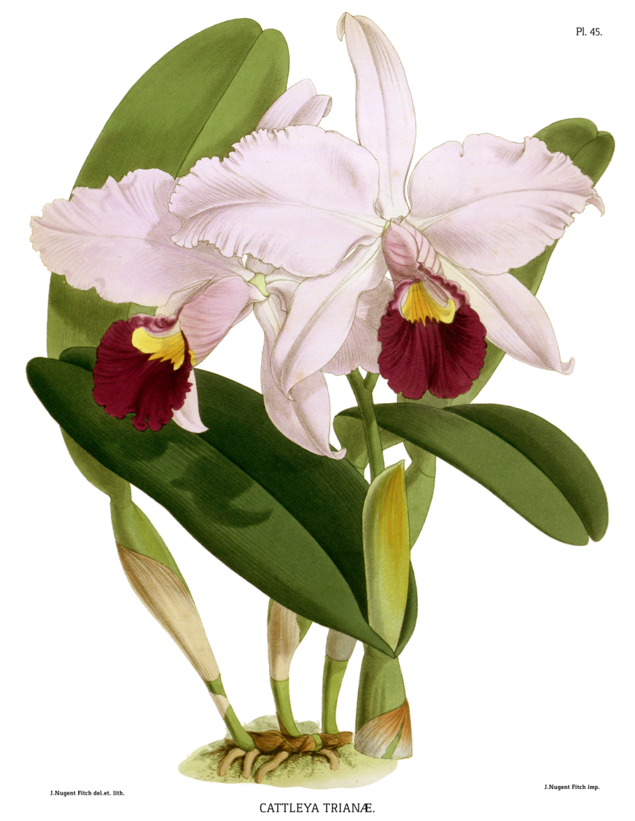 Орхидея ботаническая иллюстрация