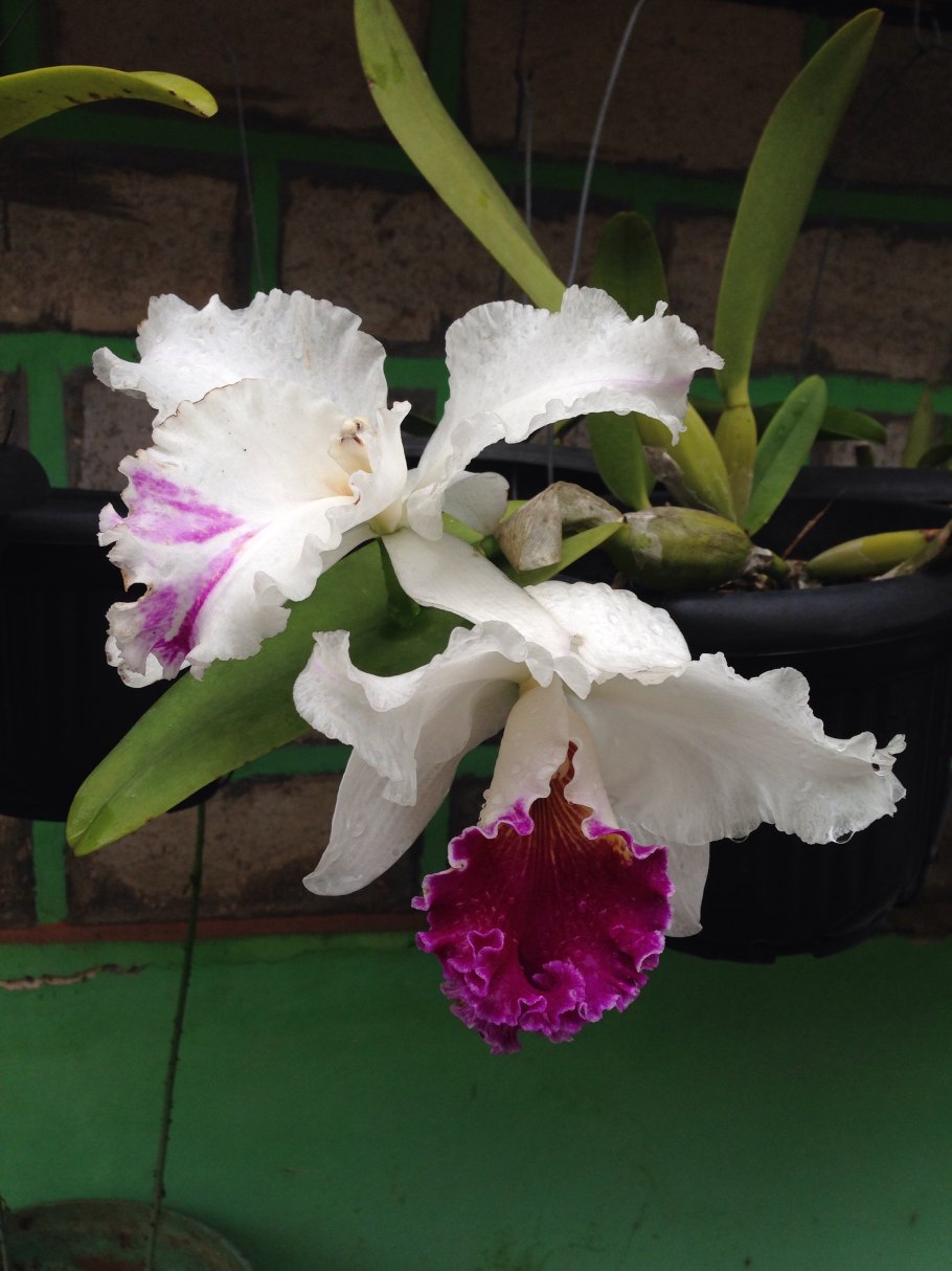 Орхидея каттлея