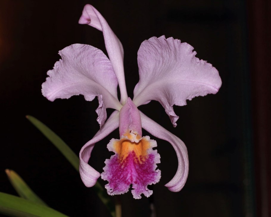 Каттлея Кристал Смит