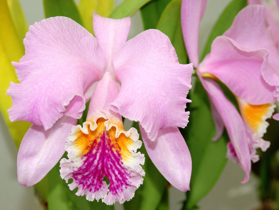 Cattleya kerchoveana