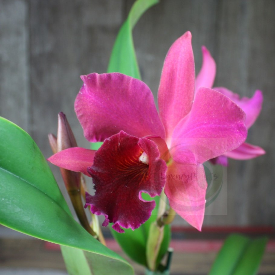 Каттлея цветок