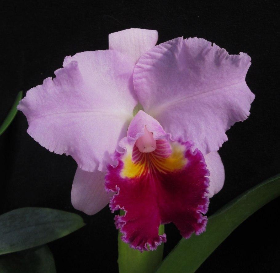 Каттлея cooper queen