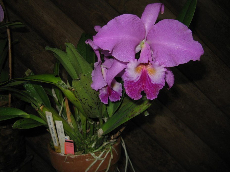 Cattleya labiata